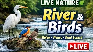 Live Nature 🌿 River Flow & Birds Sound | Peaceful Real Nature