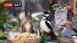 🔴24/7 LIVE CAT TV NO ADS😺 Perfect Birds and Squirrels for Cats & Dogs to Watch 24/7