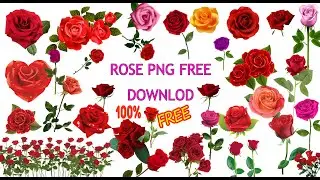 Rose PNG Free Download |Rose PNG PSD Free Download 2023|Sayan Photography