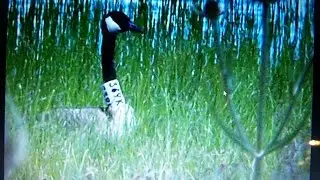 Goose 339K, A Very Special Goose