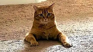 Orange cat behavior