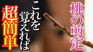 【桃の剪定】実は初心者でもこれで簡単にできます