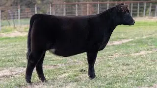 CRALL 139