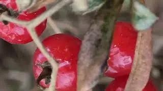 무슨 열매일까요? 궁금합니다 빨간 열매가 조랑조랑 달렸네요  (봉자색소포님)께서 배풍등이라고 가르쳐 주셨습니다 (더보기에 설명있어요) 