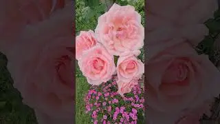 Pearly Gates Climbing Rose infested with Spiders pretty OK.