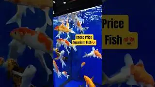 💥Best Price to Buy With Combo pack#shorts #ytshorts #trending #aquariumfish #fishtank#trendingshorts
