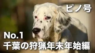 千葉の狩猟年末年始編No.1イングリッシュセターの子犬ピノ号は猟犬として成長した？