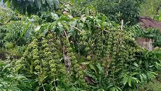 KOPI ARSYAD SALAH SATU KLON UNGGULAN || WAJIB DI KEMBANGKAN
