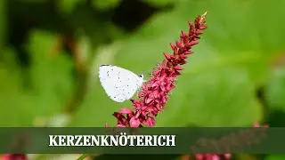 Kerzenkn&ouml;terich &ndash; die untersch&auml;tzte Staude f&uuml;r Sp&auml;tsommer und Herbst