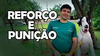 ENTENDENDO O REFORÇO E PUNIÇÃO