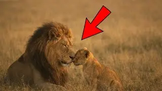 Questo leone aveva dimenticato come ruggire. Poi un cucciolo orfano lo chiamò “papà”.