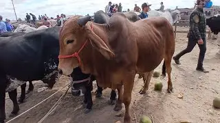 FEIRA DE GADO EM CAPOEIRAS PERNAMBUCO UTIMA FEIRA DO ANO DE 25 HOJE 26  de dezembro de 2025