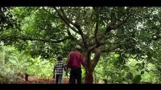 Kenya's avocado exports