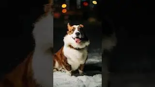 Чем лучше покрасить собаку? Фотосессия для Корги