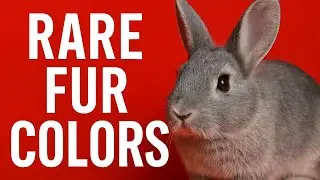 Exploring Every Rabbit Color On Earth