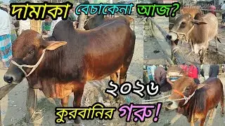 @আজ ১৪ জানুয়ারি ২০২৬ || এতো চাহিদা কুরবানি গরুর ভিডিও না দেখলে বিশাস হবে না! Cow prices 2026