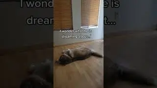 Dog Dreaming #shorts