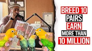 Breed 10 🦜Pairs, Earn More Than 10 Million