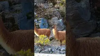 LLamas de amor por el Tunari, Cochabamba - Bolivia
