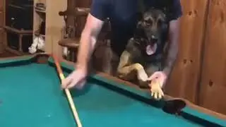 Dog Plays Pool