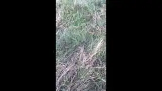 Pasture Regrowth