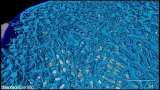 Mouse skeletal muscle fiber visualization with Amira Software