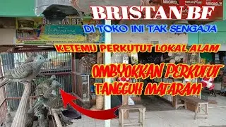 Perkutut Tangguh MATARAM di ombyokan