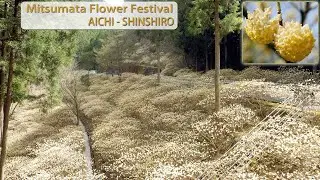 Mitsumata Flower Festival in Shinshiro City