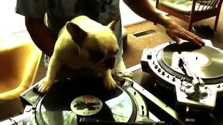 DJ  Hund