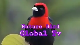 Nature Bird Global TV Satisfying Videos #nature #bird #globaltv #satisfyingvideo #shorts