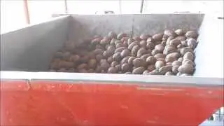Pecan cracking 2014