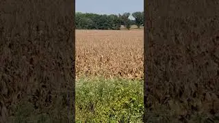 Parched farmland north of Arkabutla ditch plants corn outlier #nature