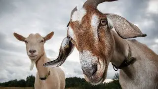 Hollywood v Typical, 1v1 to settle the GOAT debate
