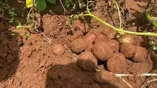 Harvesting Irish Potatoes in East Africa 