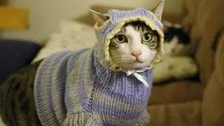 Cats Wearing Sweaters