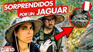 🐆 ENCUENTRO CON JAGUAR EN  TAMBOPATA - Puerto Maldonado 🇵🇪 SELVA DEL AMAZONAS