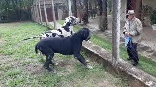 Fazendo guarda as 9 anos