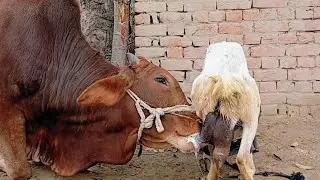 Animals Feeding videos | Cow calf funny breastfeeding | Nikka haji