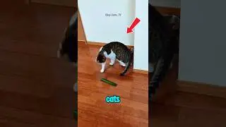 Боятся ли кошки огурцов? #шорты