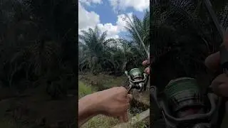 Daido x seasir #fishing #belajarmancing #trending #casting #ultralightfishing #fyp #shorts #viral