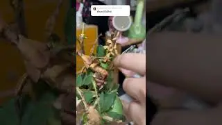 #animals #leafinsect #cute #insect #ตัํกแตนใบไม้ยักษ์
