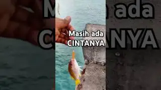 Mancing umpan udang #shorts   #mancingmania #fishing #strike #umpanudang #mancing