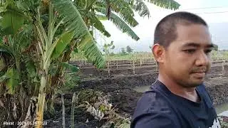ปลูกกล้วยแปลงใหม่ EP.21  Kluai Namwa Mali-ong.&nbsp;MUSACEAE. กล้วยน้ำว้ามะลิอ่อง