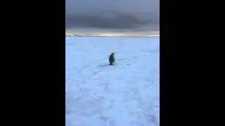 Penguin squawk