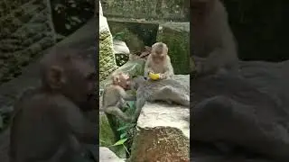 Adorable wild monkey Video EP #Funny #Cute #Shorts