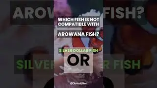 Arowana Buddy or Not? Test Your Fish Compatibility Skills! Aquarium Fish Compatibility Challenge #13