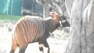 Male Bongo Filing Horns - San Francisco Zoo - Read Description