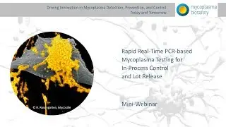 Rapid Real-Time PCR-based Mycoplasma Testing for In-Process Control and Lot Release