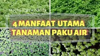 4 Manfaat Tanaman Paku Air bagi Peternak Ikan | Kelebihan Azolla dibanding Pelet