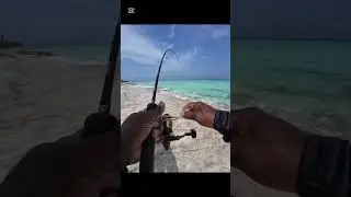 This Giant Fish Almost broke my fishing Rod. #shorts #shortvideo #foryou #fishing #maldivesfishing